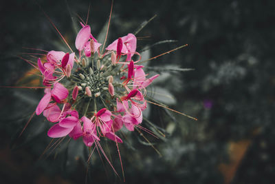 Close-up of pink flowering plant