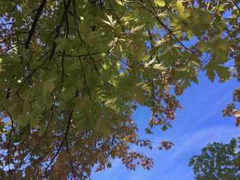 Low angle view of trees against blue sky
