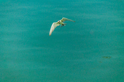 Seagull flying in a sea