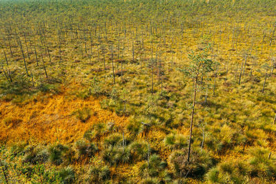 High angle view of trees on field