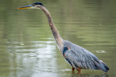 High angle view of gray heron perching on lake