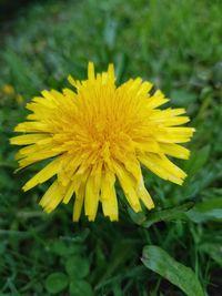 Close-up of yellow flower blooming in field