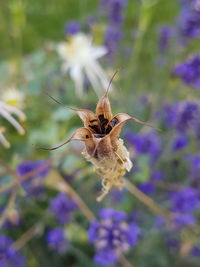 Close-up of butterfly on purple flower