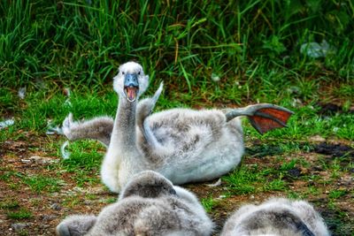 View of ducks on grass