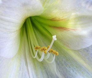 Close-up of insect on flower