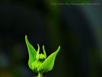 Close-up of insect on leaf