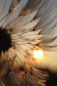 Close-up of dandelion against blurred background