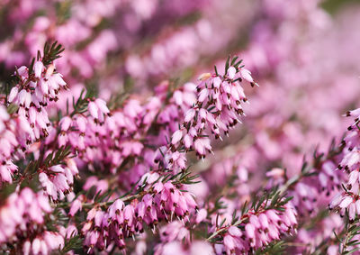 Close-up of cherry blossom