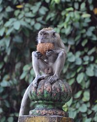Close-up of monkey on sculpture