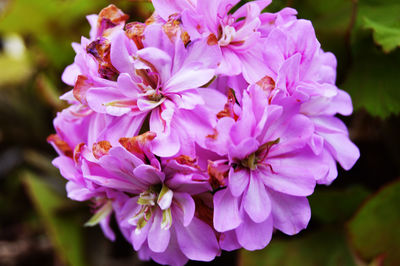 Close-up of pink flowering plant