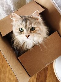 Portrait of cat in box at home