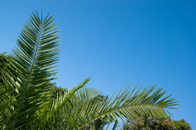 Low angle view of palm tree against blue sky