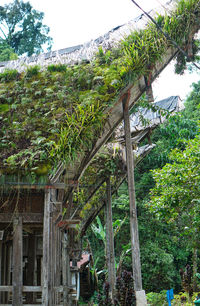 Plants and trees by house in forest against sky