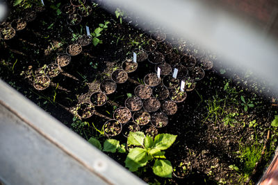 High angle view of potted plants