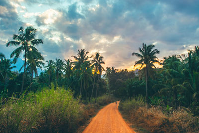 Road amidst trees on field against sky during sunset