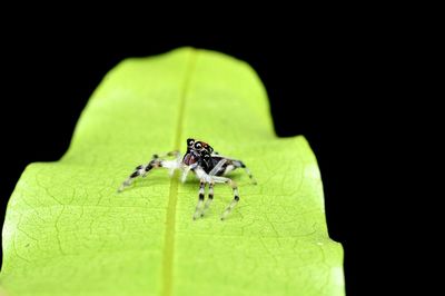 Close-up of spider on leaf