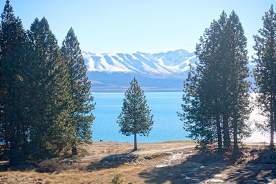 Pine trees on snowcapped mountains against sky