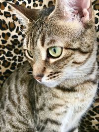 Close-up portrait of cat