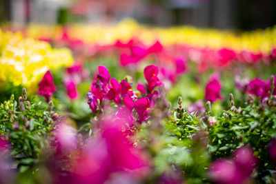 Close-up of pink flowering plants in park