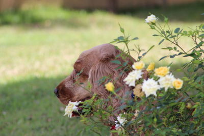 Close-up of dog on field