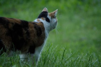 Side view of cat 