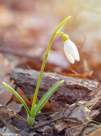 Close-up of crocus with leaves on field