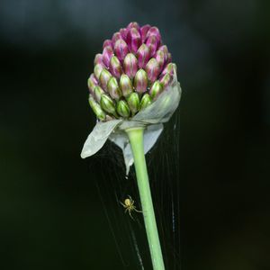 Close-up of fresh white flower buds