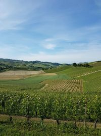 Scenic view of vineyard against sky