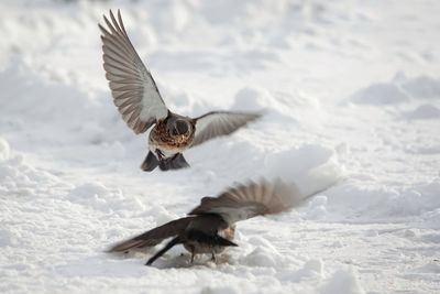 Fieldfare flying over snow