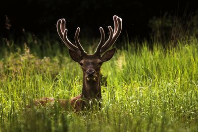 Deer in a field