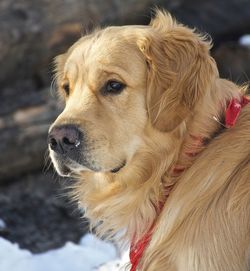 Close-up of golden retriever looking away