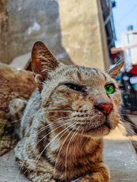 animal