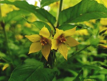 Close-up of yellow flowering plant