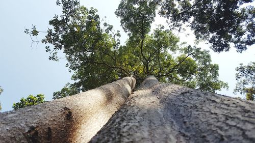 Low angle view of trees against sky