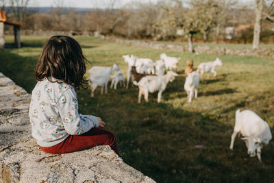 Rear view girl looking at goats