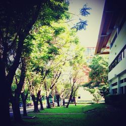 Trees in city