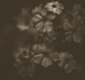 Close-up of flowers blooming indoors