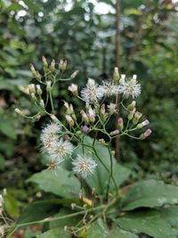 Close-up of flowers blooming outdoors