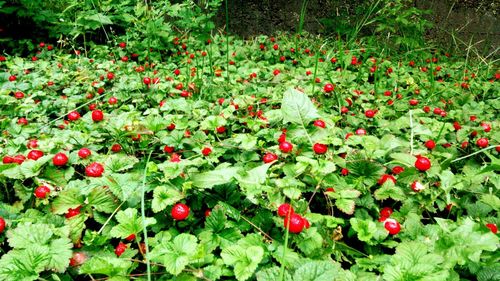 Full frame shot of red flowers growing in field