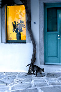 Small dog in front of building