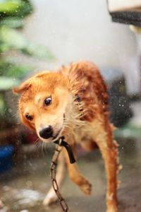 Close-up of wet dog shaking off water