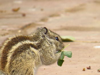 Squirrel eating leaf on field