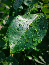 Close-up of raindrops on leaves