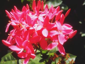 Close-up of pink flowers