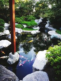 Reflection of trees in water