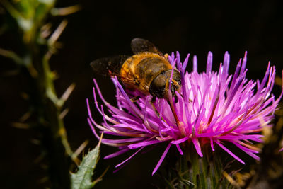 Close-up of honey bee pollinating on purple flower