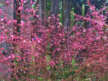 Pink flowers blooming outdoors