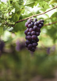 Close-up of grapes growing in vineyard