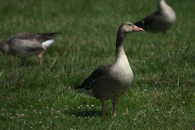 Geese on grassy field