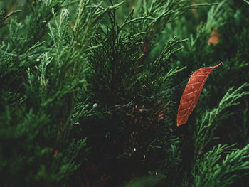 Close-up of grass growing on field